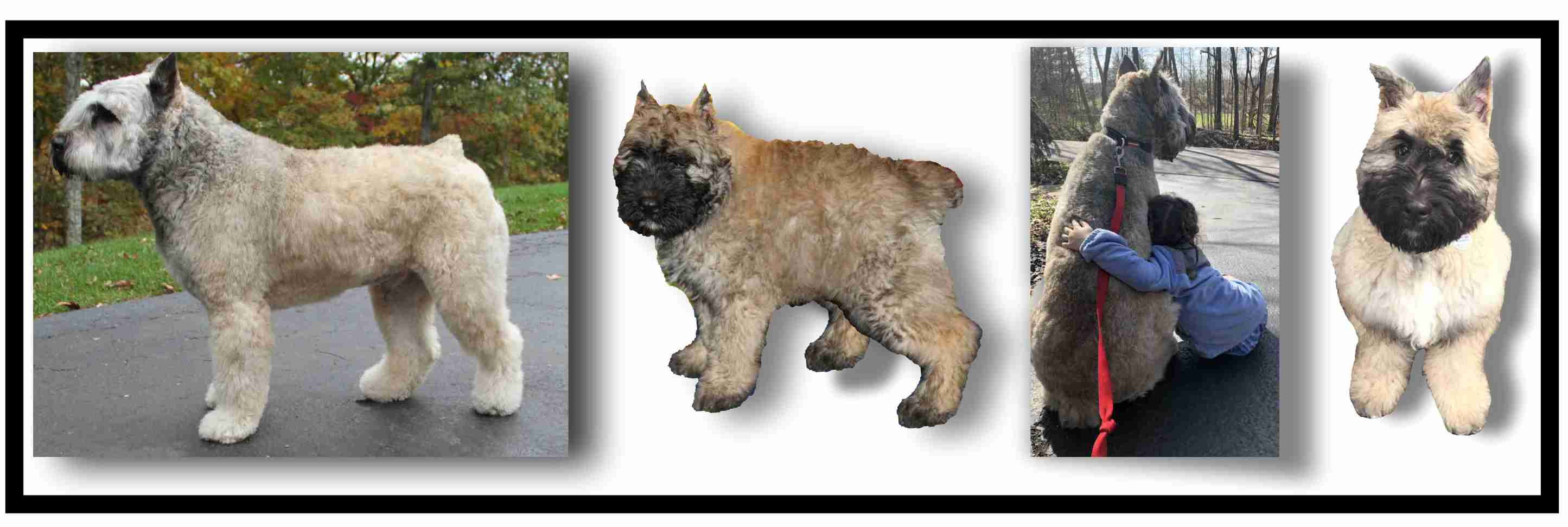 BRINKER FROM PUPPYHOOD TO REHOME